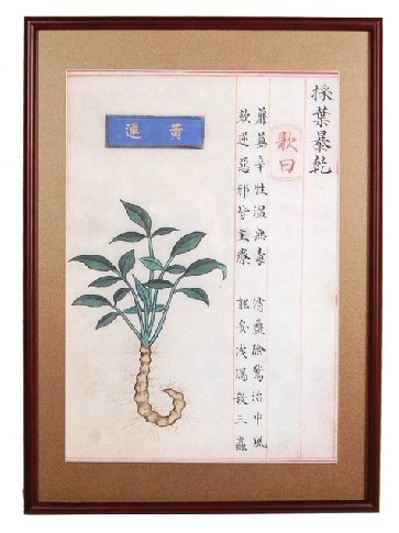 黄连 中药炮制图