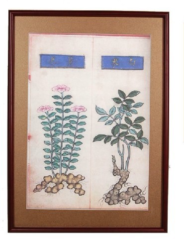 苍白术 中药炮制图