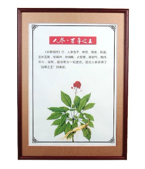 草药介绍 镜框画