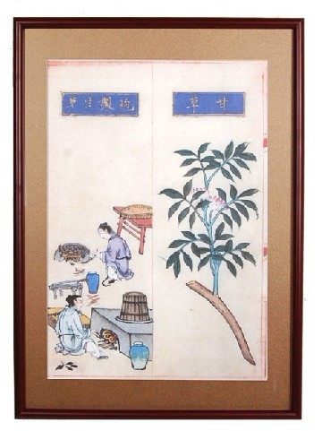 甘草 中药炮制图