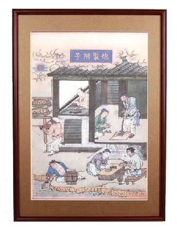 附子 中药炮制图