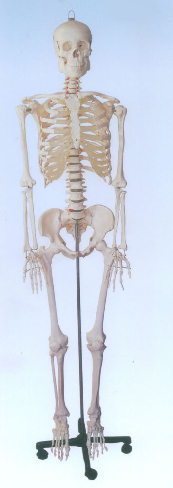 170CM人体骨骼模型