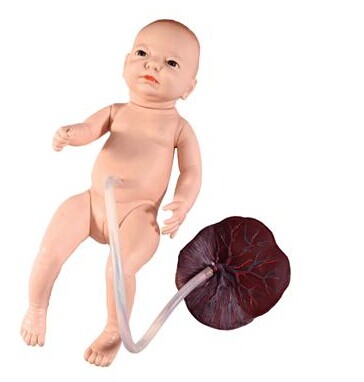 高级新生儿脐带护理模型