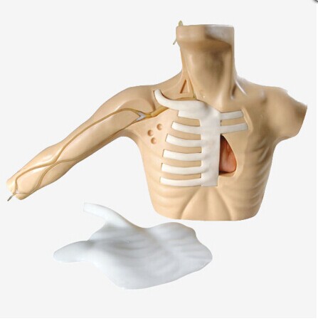 外周穿刺、中心静脉穿刺插管模型