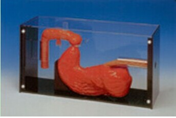 胃镜与ERCP训练模型