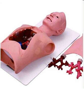 支气管内窥镜训练模型