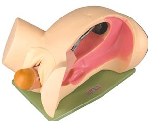 分娩机转示教模型