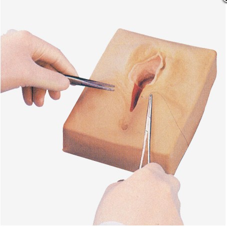 外阴缝合练习模型