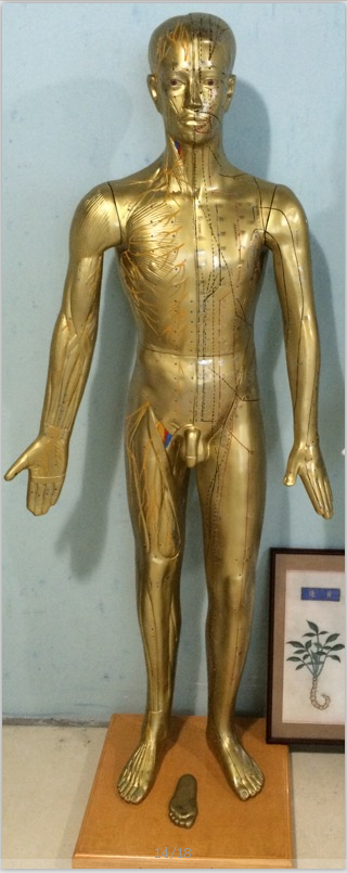 现代十四经穴针灸铜人（半皮肤半肌肉）