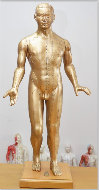 现代十四经穴针灸铜人（全皮肤）